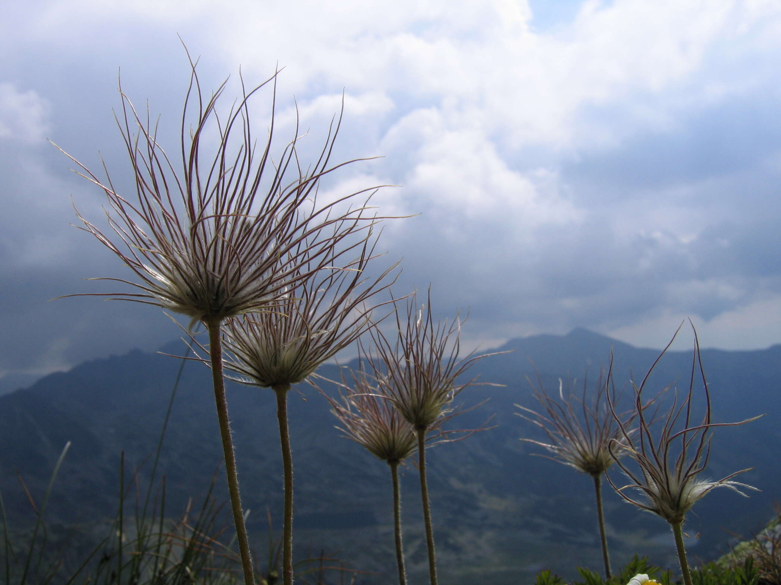 Image de Pulsatille des Alpes