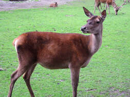 Image of Red Deer