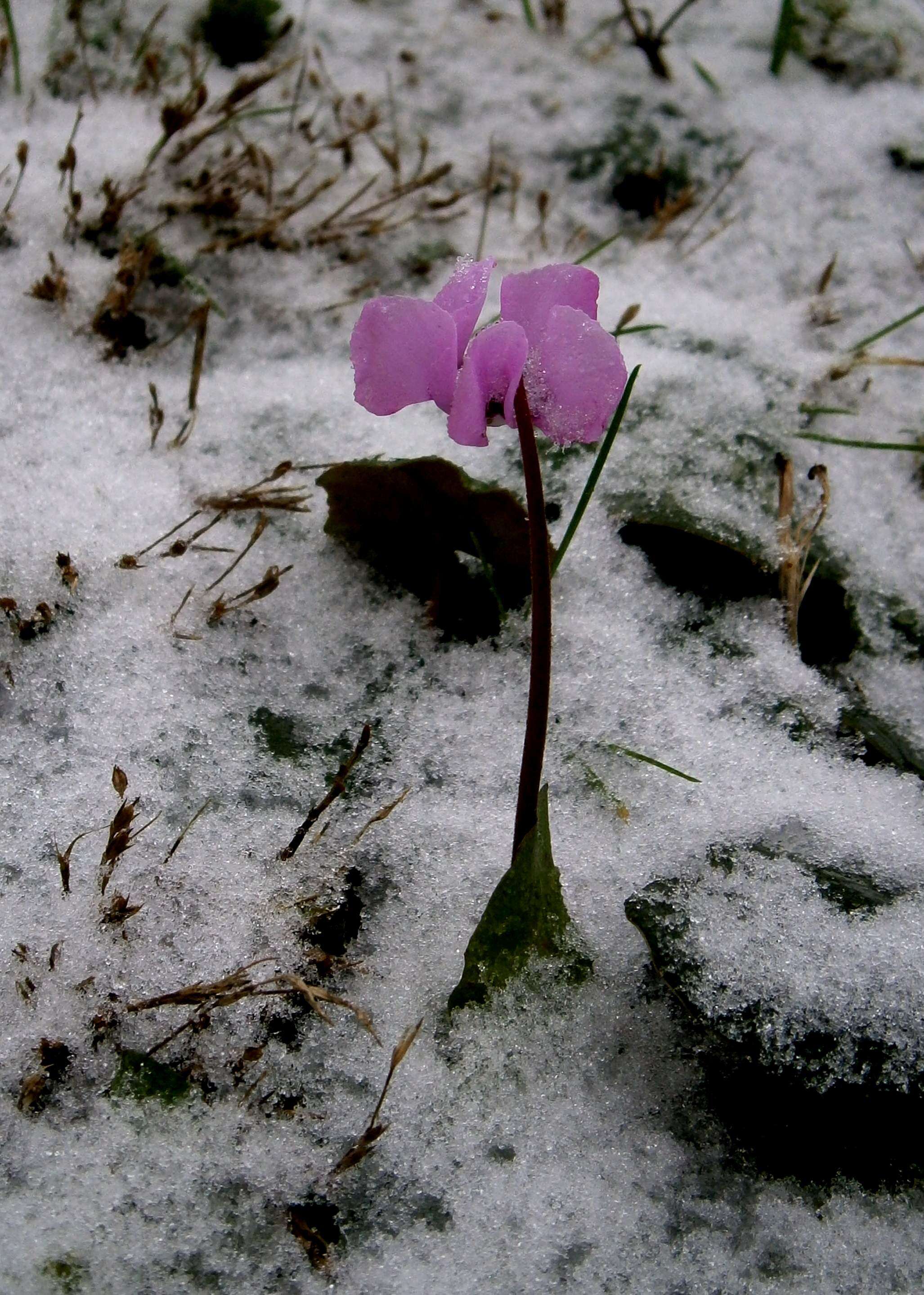 Image of Cyclamen coum Miller