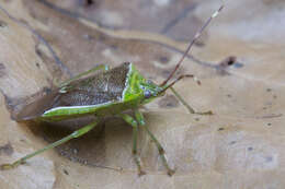 Image of <i>Neojurtina typica</i> Distant 1921