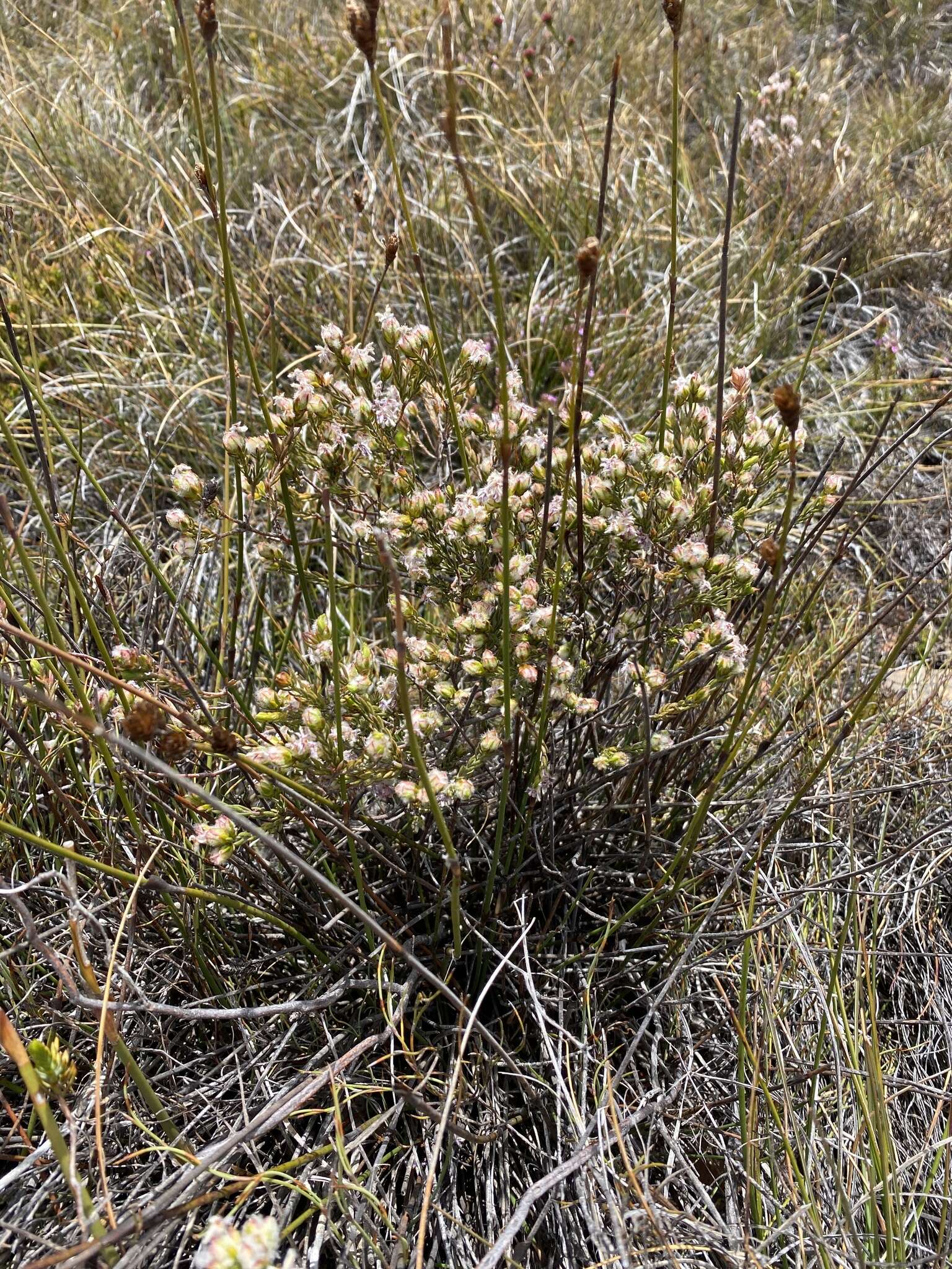 Image of Lachnaea marlothii Schlechter