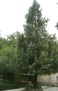 Cupressus arizonica var. glabra (Sudw.) Little resmi