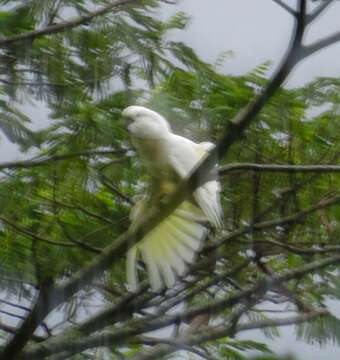 Image of Moluccan Cockatoo