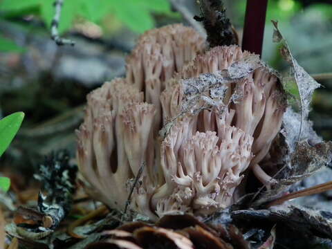 Image of Ramaria rubripermanens Marr & D. E. Stuntz 1974