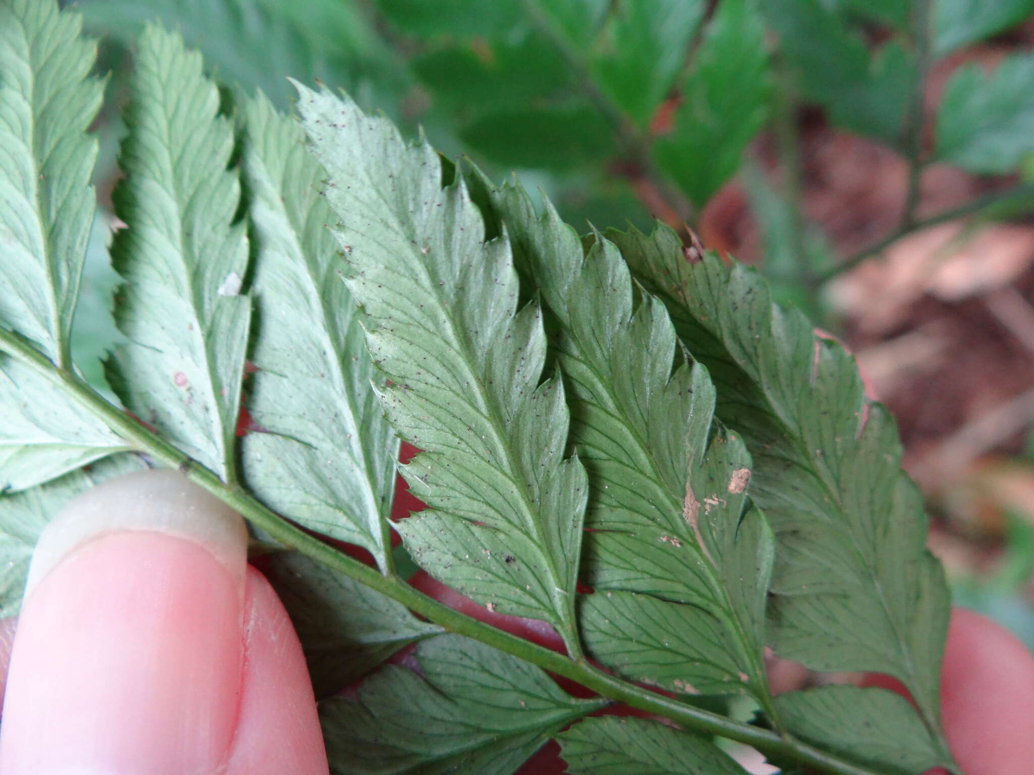 Image de Arachniodes pseudoaristata (Tag.) Ohwi