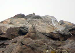 Image of Thick-billed Siskin