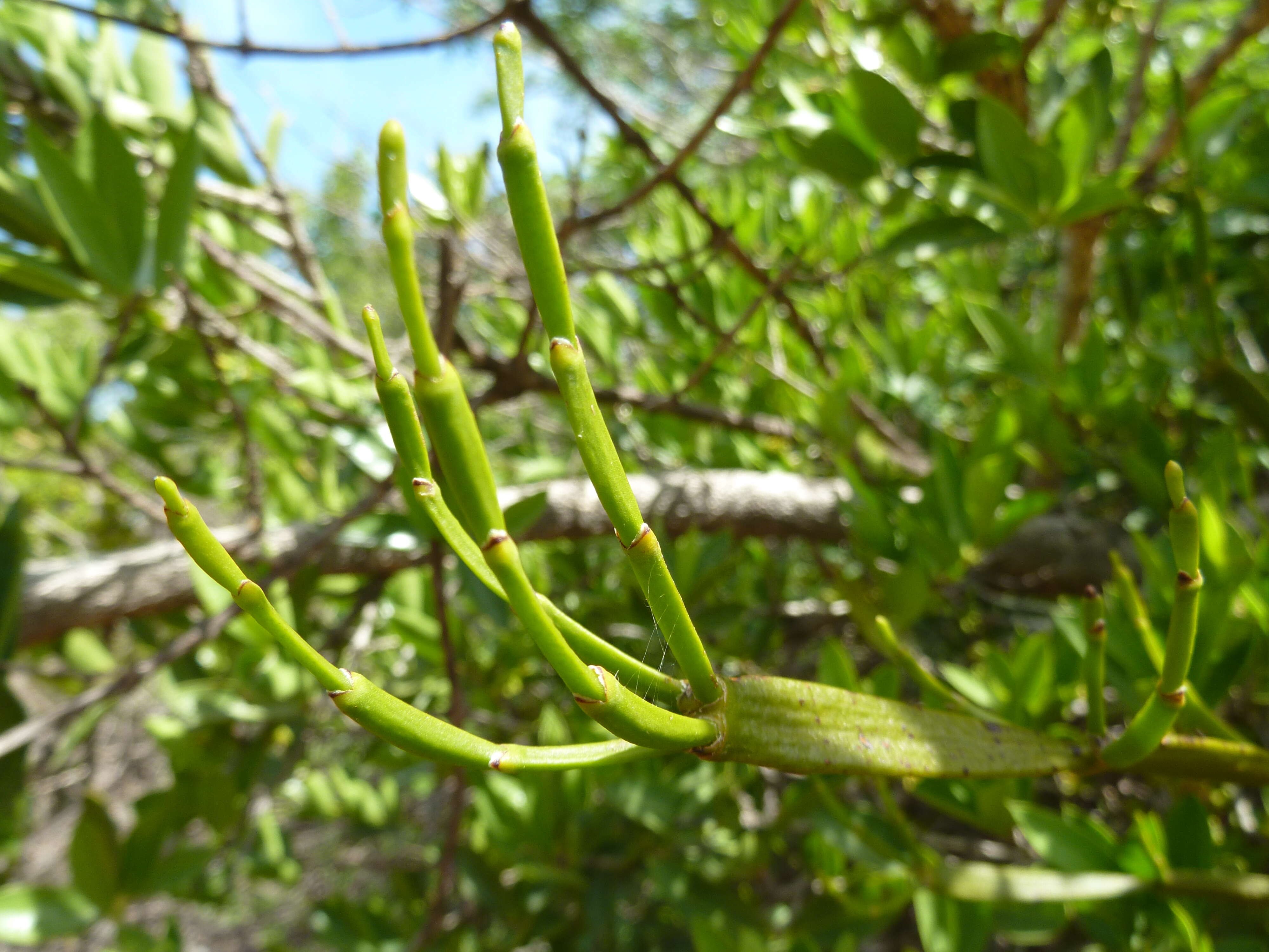 Image of Viscum combreticola Engl.