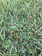 Plancia ëd Psilocybe subtropicalis Guzmán 1995