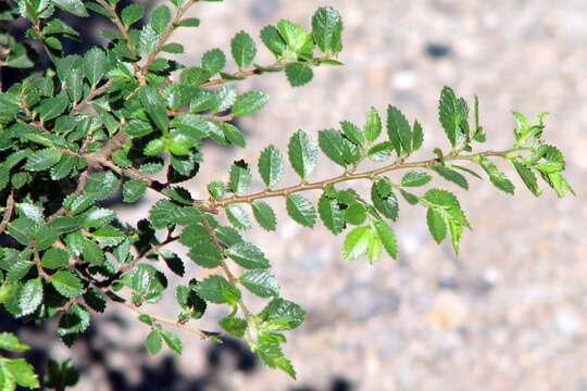 Image of Chinese elm