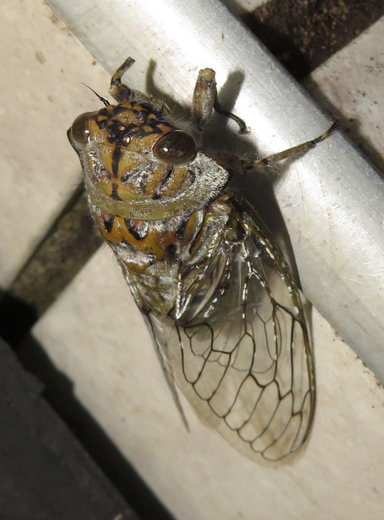 Image of Oxypleura lenihani Boulard 1985