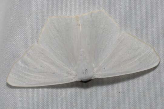Image of Sericoptera virginaria Hulst 1886