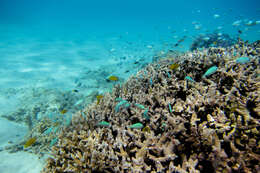 Image of Blue Green Chromis