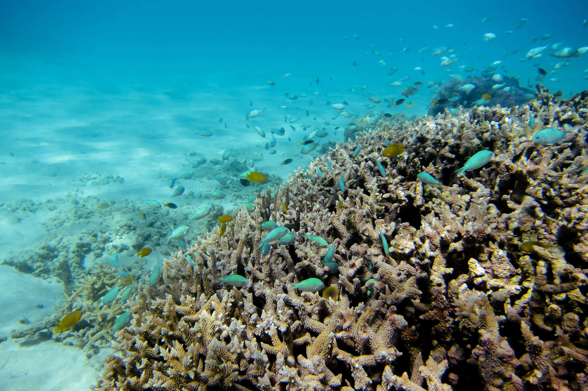 Image of Blue Green Chromis