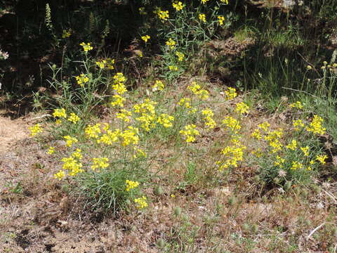 صورة Erysimum maremmanum