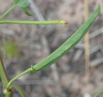 Image of Convolvulus capensis Burm. fil.