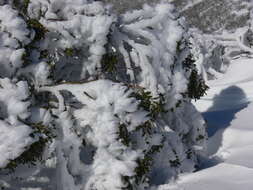 Image of snow gum