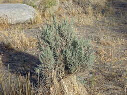 Imagem de Artemisia tridentata (Nutt.) W. A. Weber