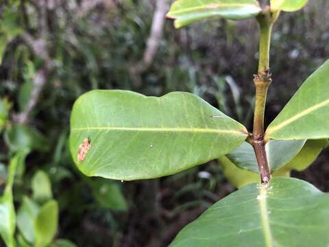 Sivun Triflorensia ixoroides (F. Muell.) S. T. Reynolds kuva