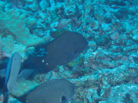 Image of Three-spot chromis