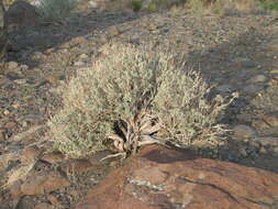 Imagem de Artemisia tridentata (Nutt.) W. A. Weber