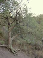 Image of Drooping Juniper