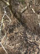 Image of shagbark manzanita