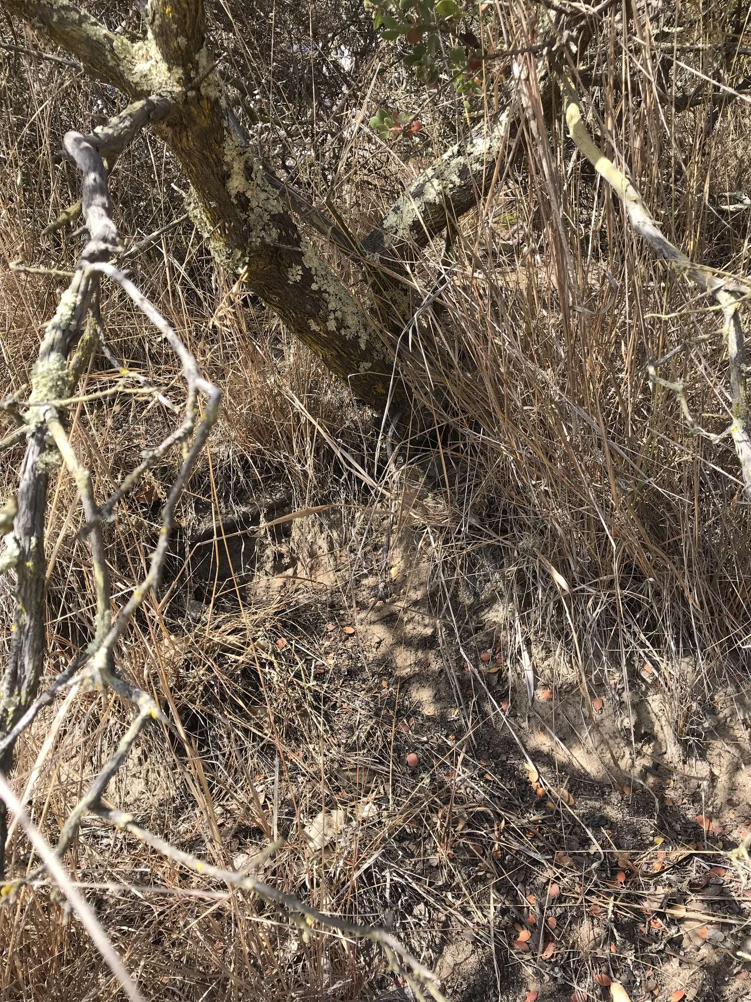 Image of shagbark manzanita