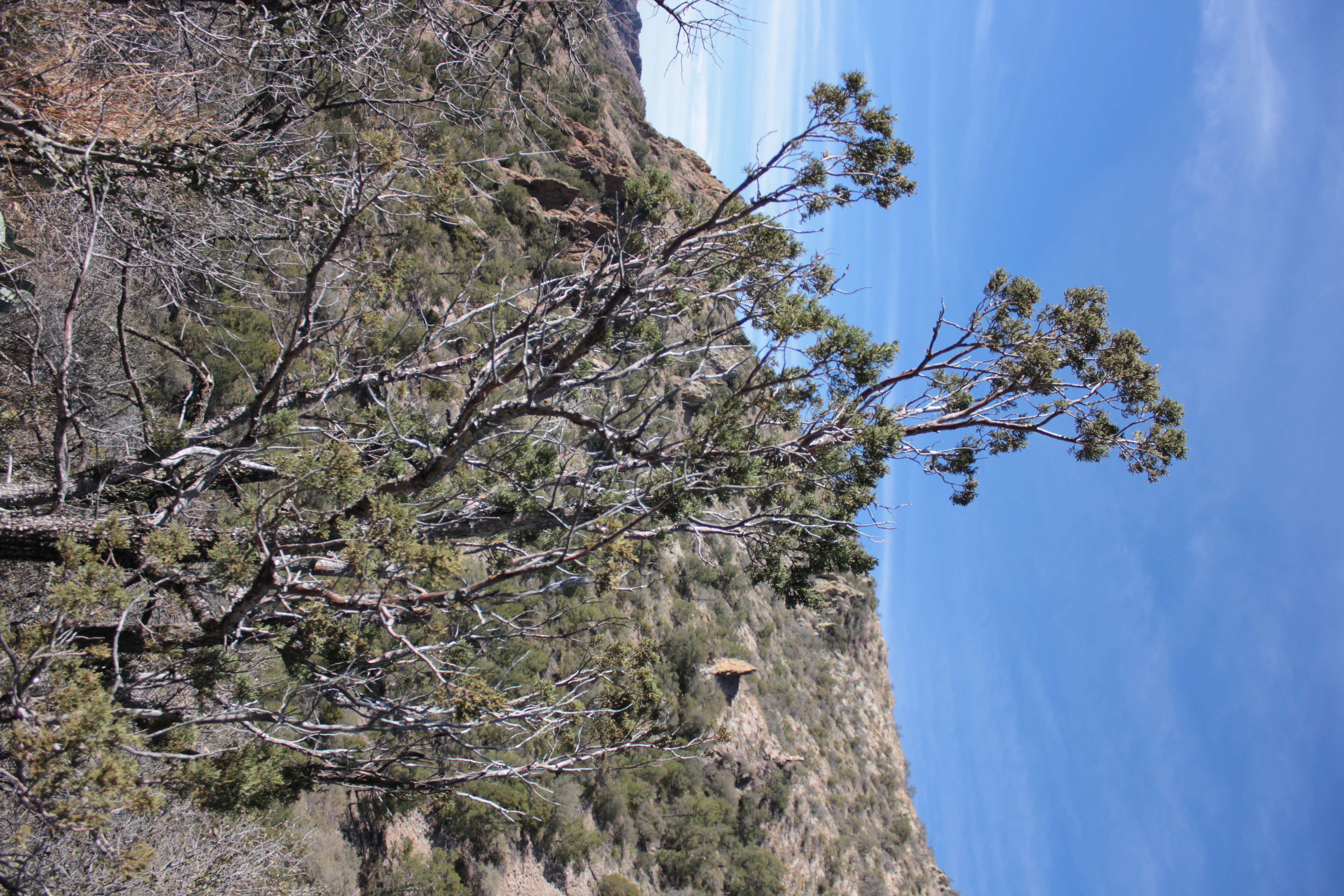 Juniperus deppeana Steud. resmi