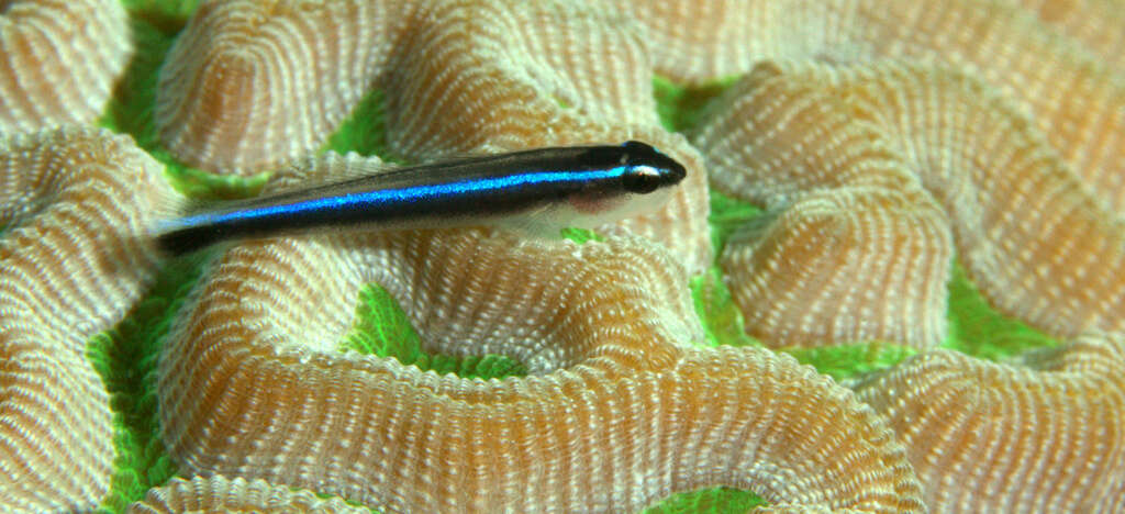 Image of Caribbean neon goby