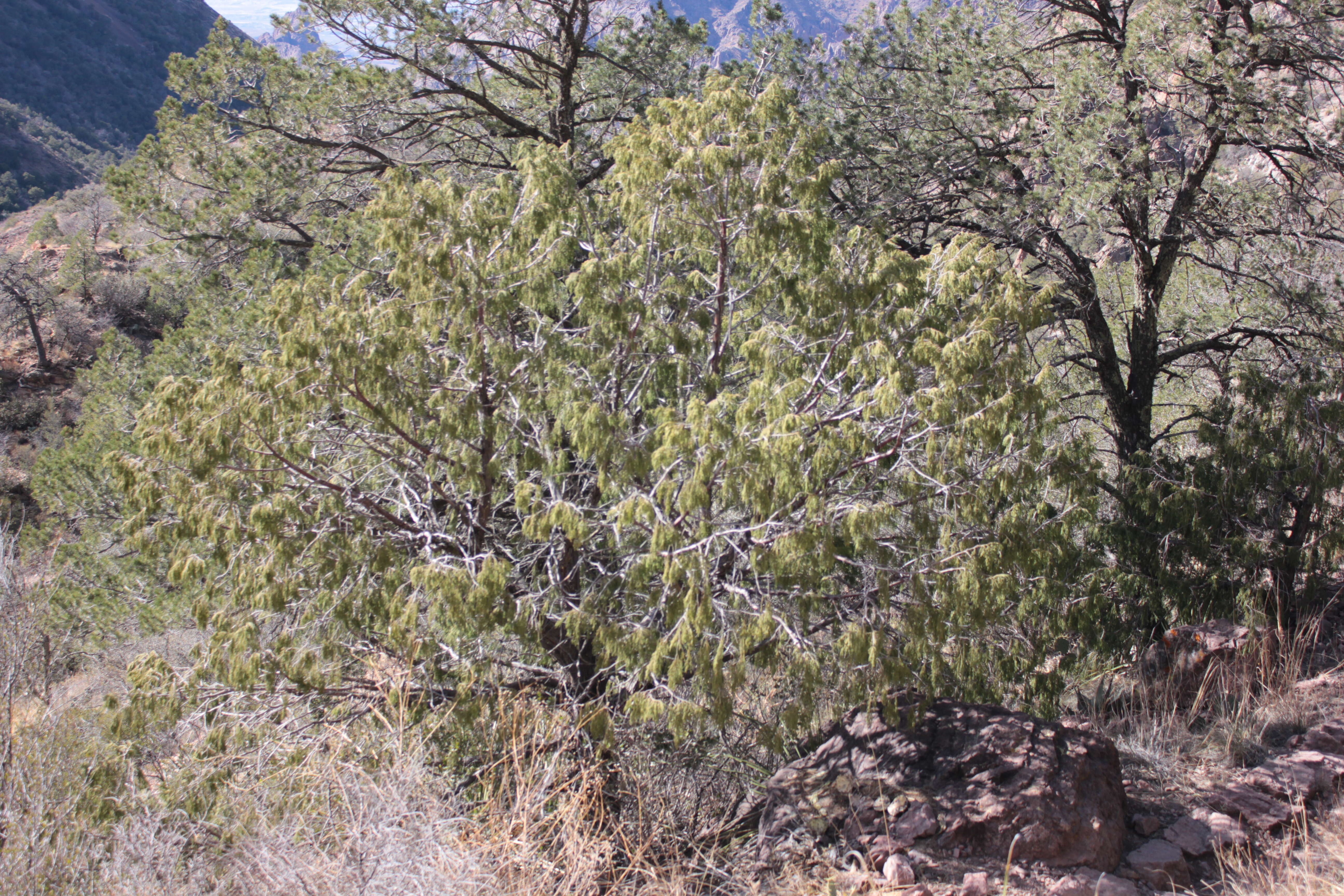 Image of Drooping Juniper