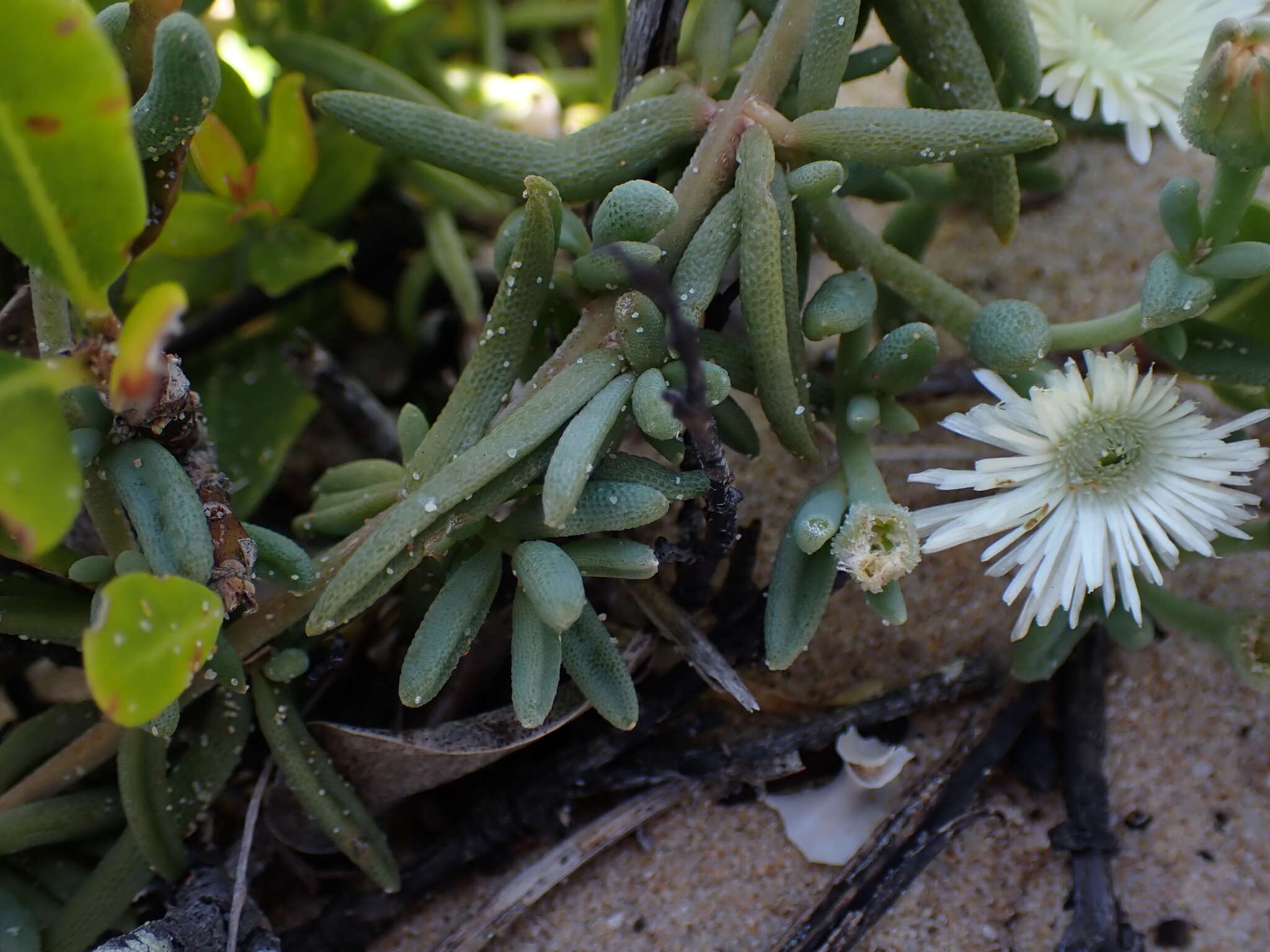 Image of Mesembryanthemum canaliculatum Haw.