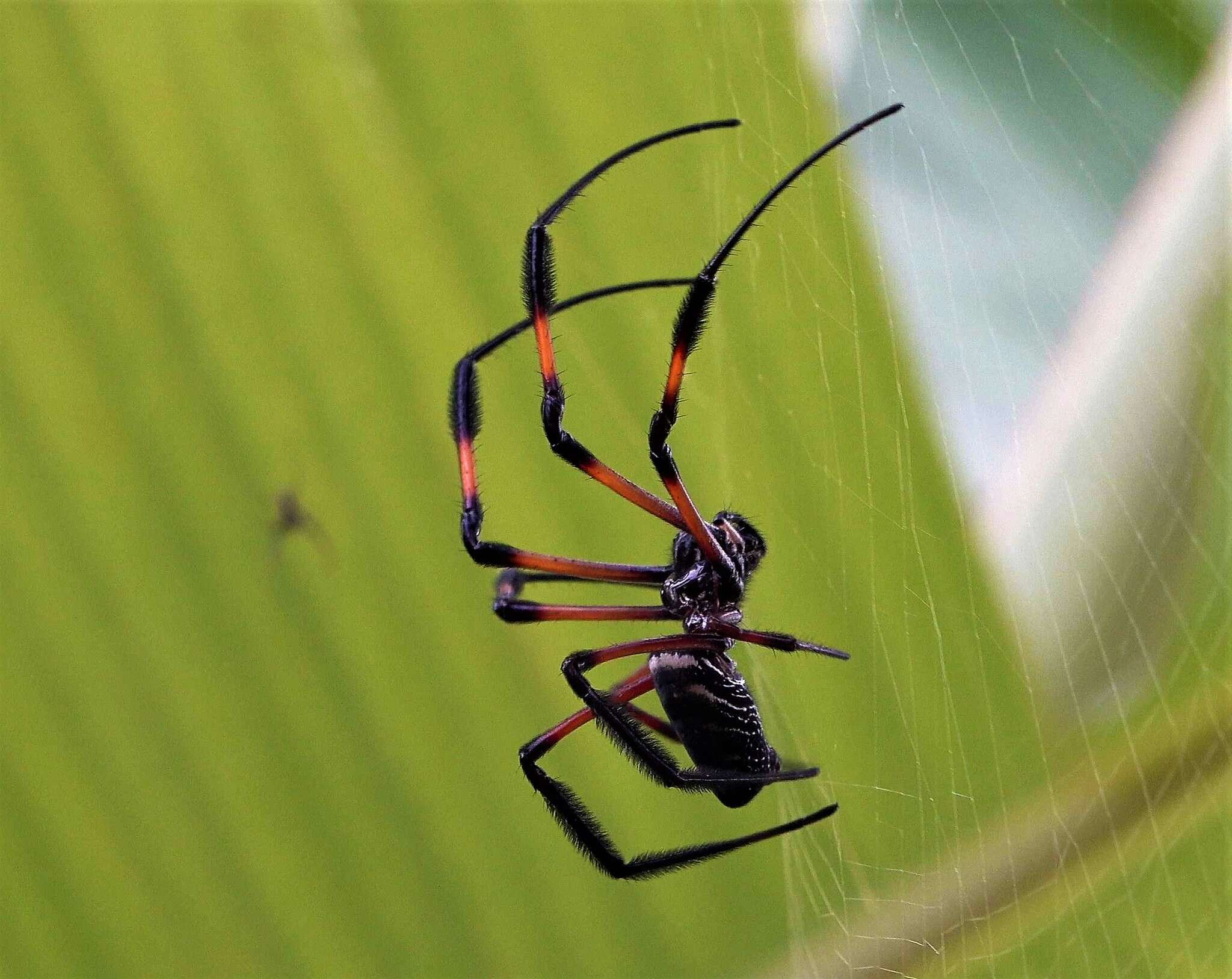 Imagem de Nephila comorana Strand 1916