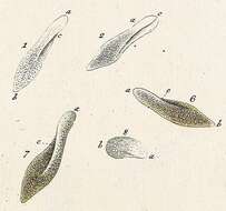 Image de Paramecium aurelia