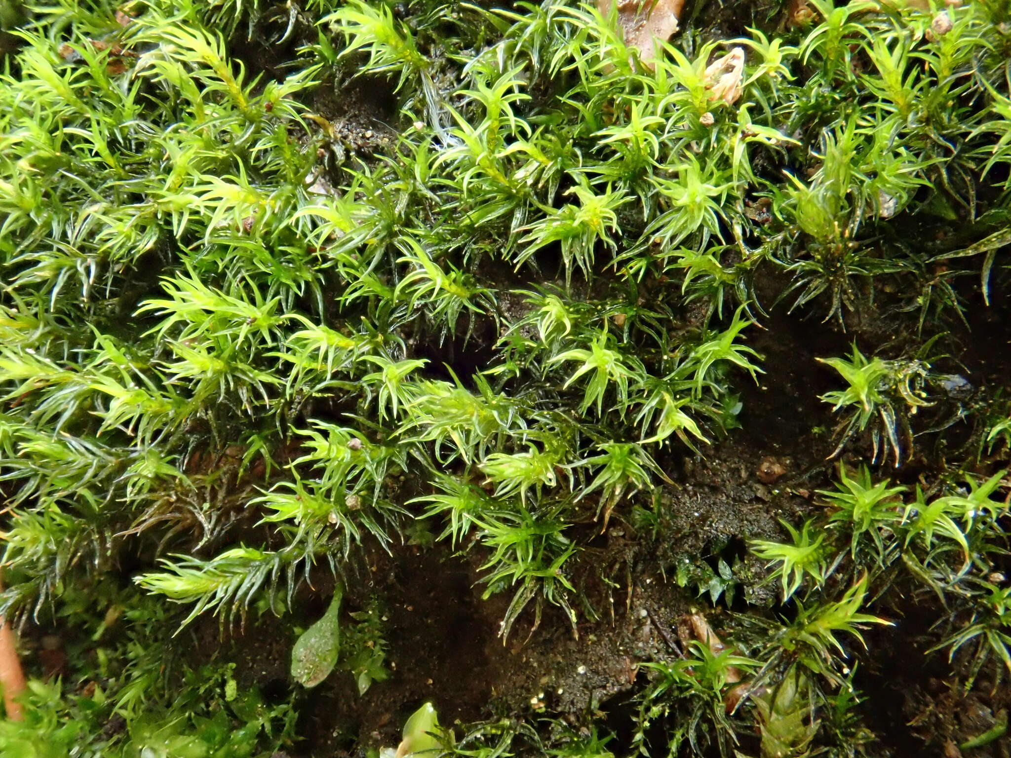 Image of Hartman's dry rock moss