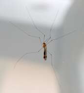 Image of Marsh crane fly