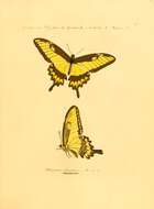 صورة Papilio astyalus Godart 1819