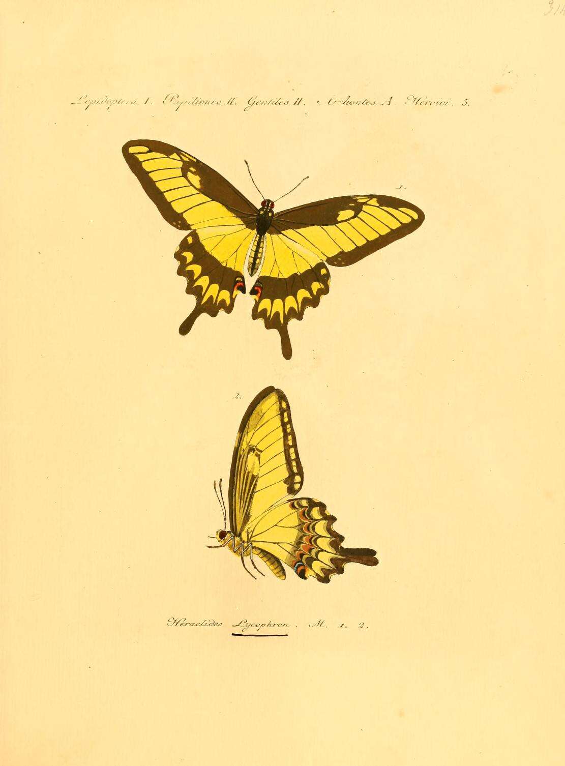 Слика од Papilio astyalus Godart 1819