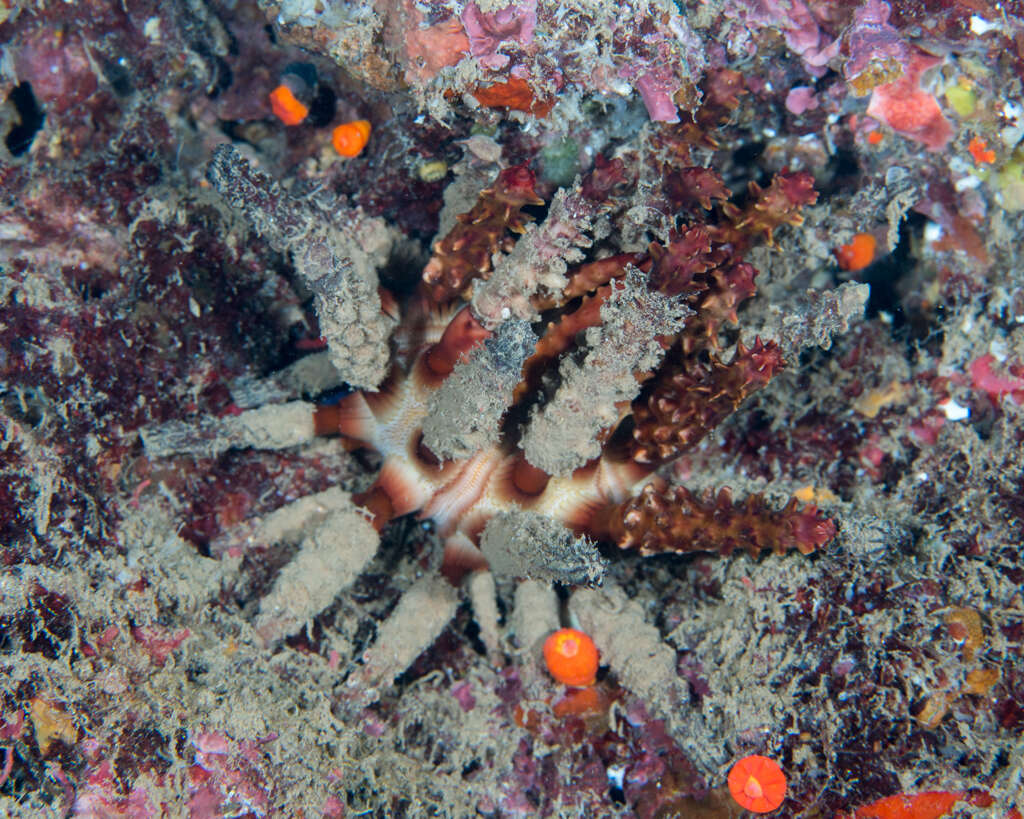 Image of blade-tipped tiara-urchin