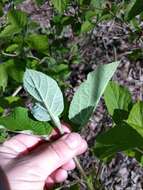 Imagem de Hydrangea cinerea Small