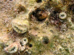 Image of Red Blenny