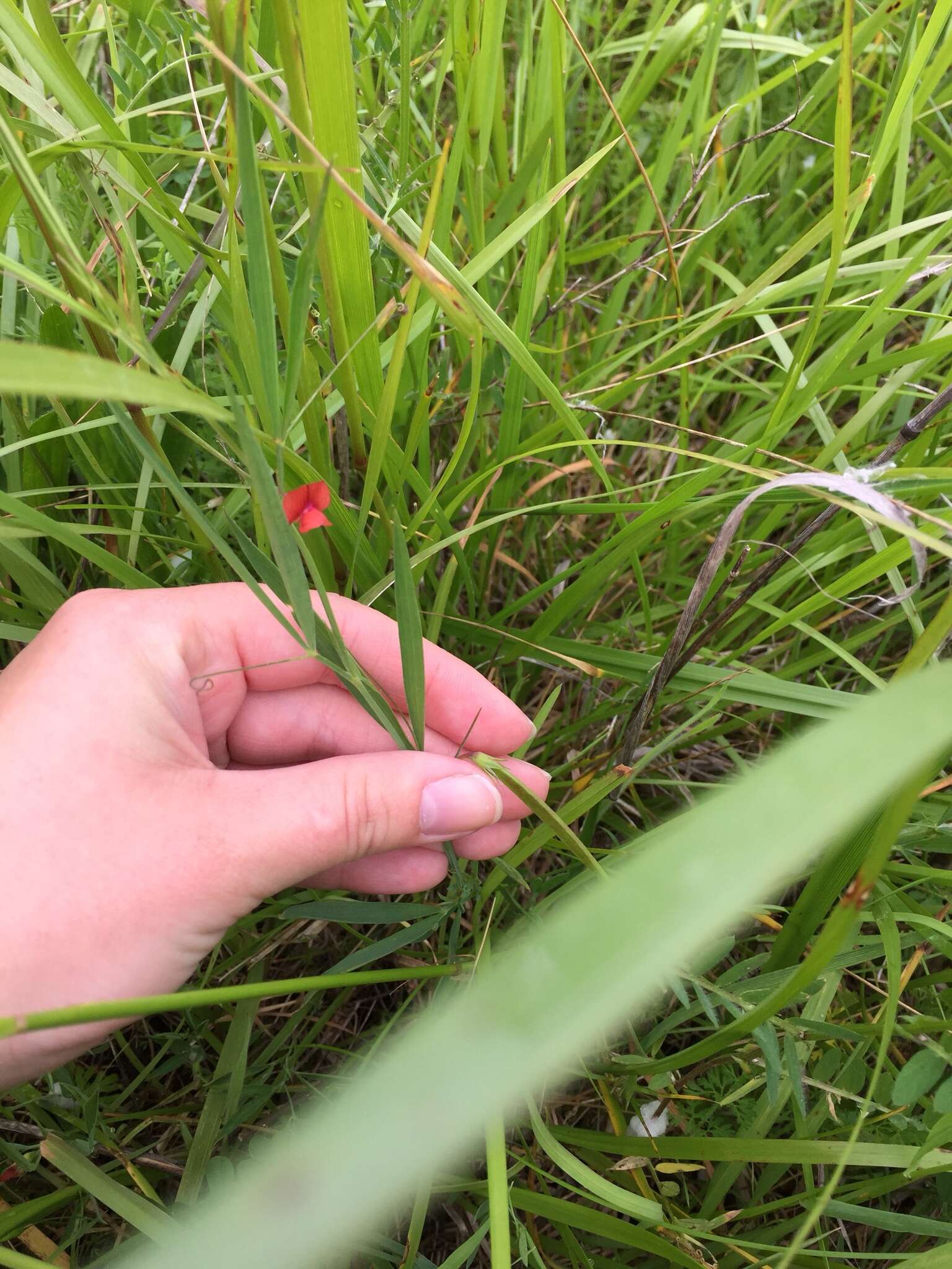 Lathyrus sphaericus Retz. resmi