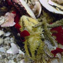 صورة Heterocucumis godeffroyi (Semper 1867)