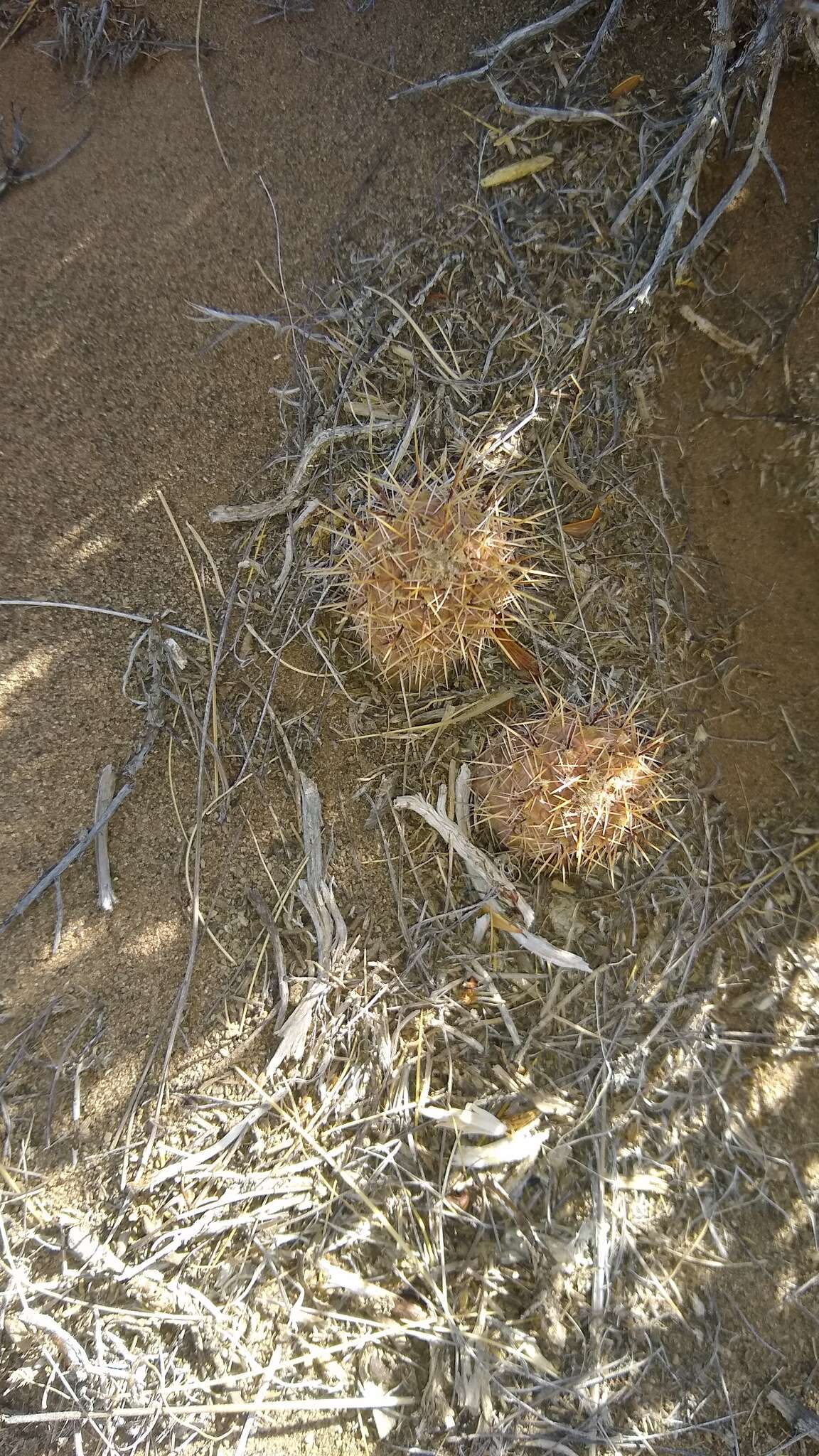 Imagem de Pterocactus hickenii Britton & Rose