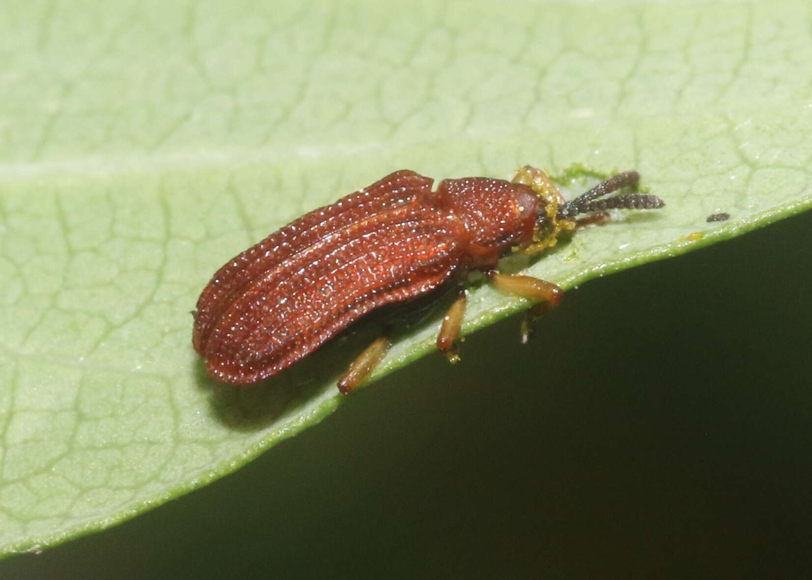 Image de Baliosus ferrugineus Staines 2006