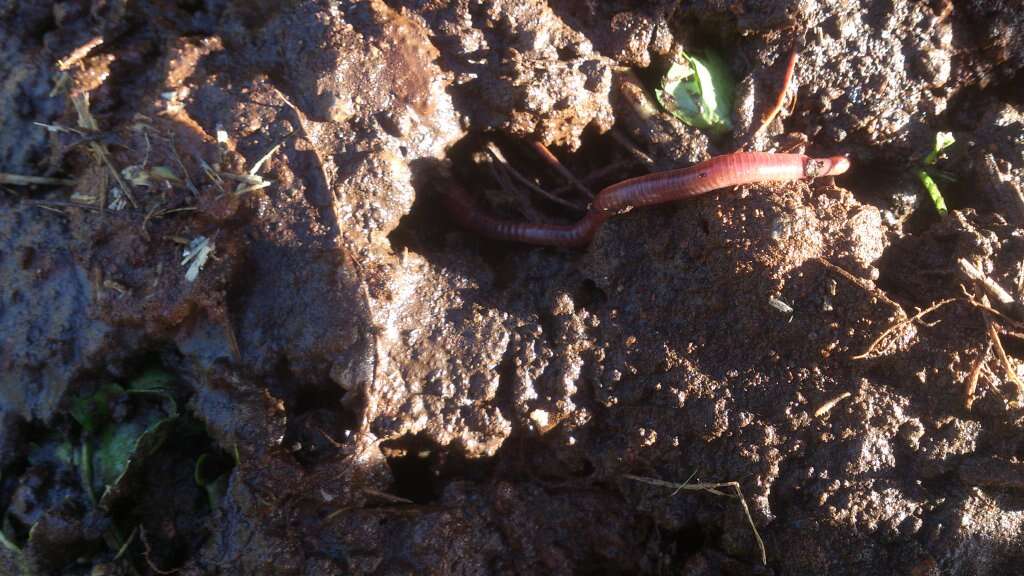 Image of earthworms