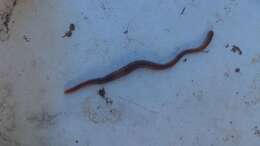 Image of Red wiggler, manure worm, soilution worm, brandling worm, english redworm