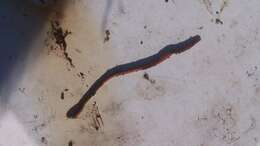 Image of Red wiggler, manure worm, soilution worm, brandling worm, english redworm