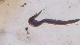 Image of Red wiggler, manure worm, soilution worm, brandling worm, english redworm