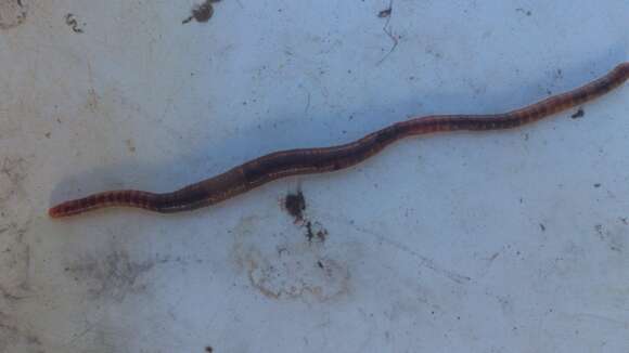 Image of Red wiggler, manure worm, soilution worm, brandling worm, english redworm