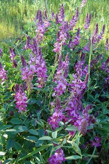 Image of Indigofera amoena Aiton